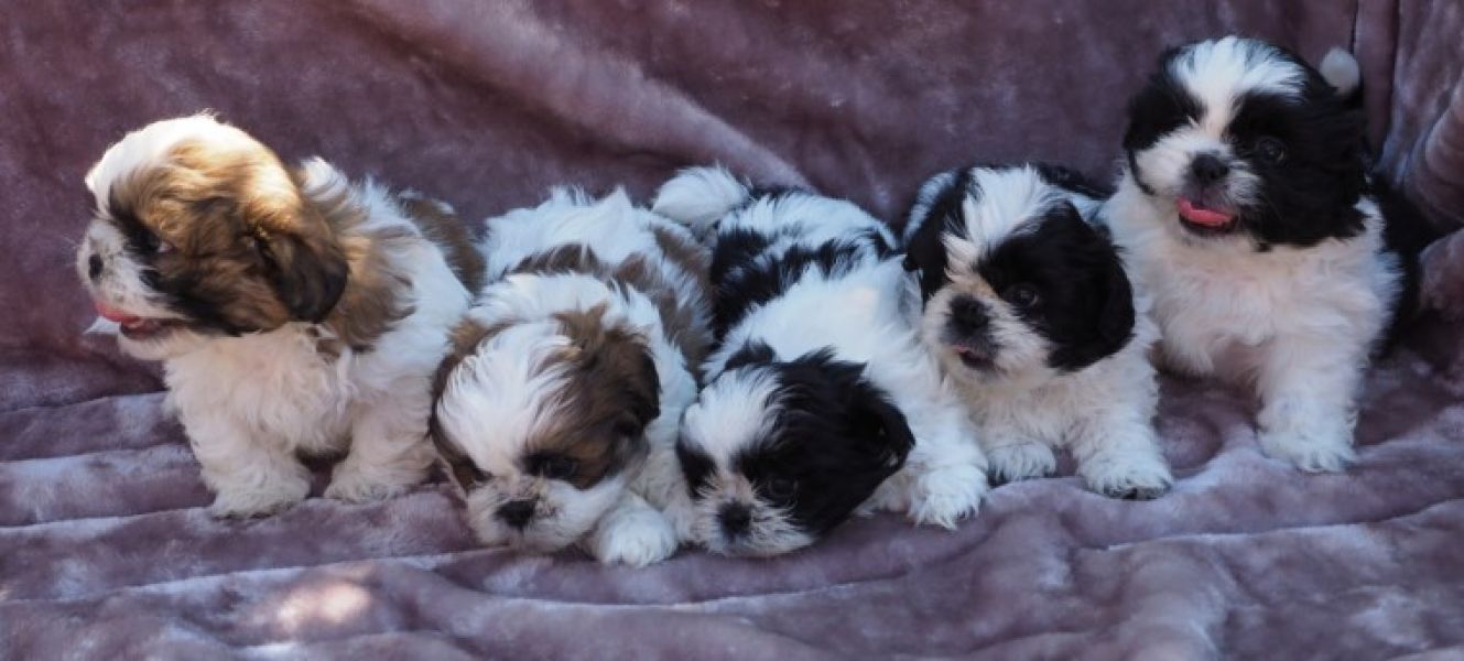 REGALO Cuccioli Shih Tzu