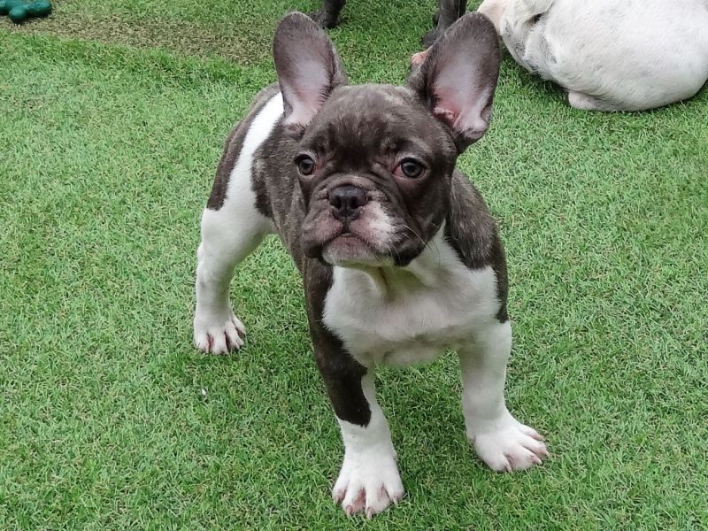 Cuccioli di Bulldog Francese per l'adozione bellissimi cuccioli disponibili, carattere adorabile ,so