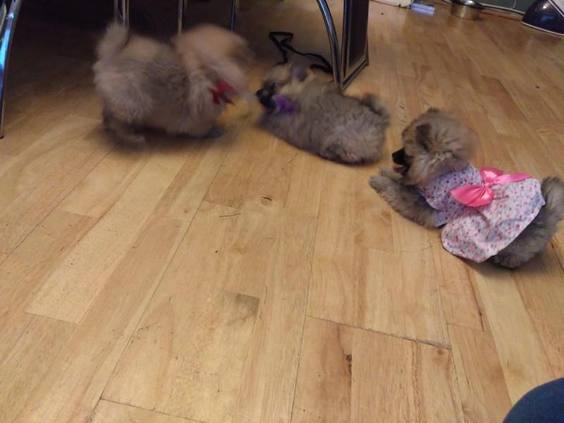 Regalo Volpini cuccioli di pomerania
