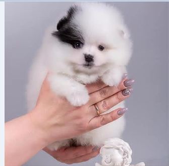 Femmina di spitz di pomerania