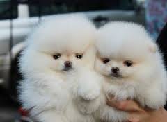 Bellissimi cuccioli di Volpino Pomerania