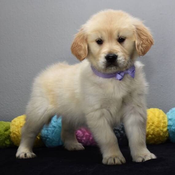 Regalo Golden retriever cuccioli introvabili cuccioli di Golden retriever intelligenti e dolcissimi 