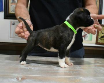 Boxer cuccioli  splendidi