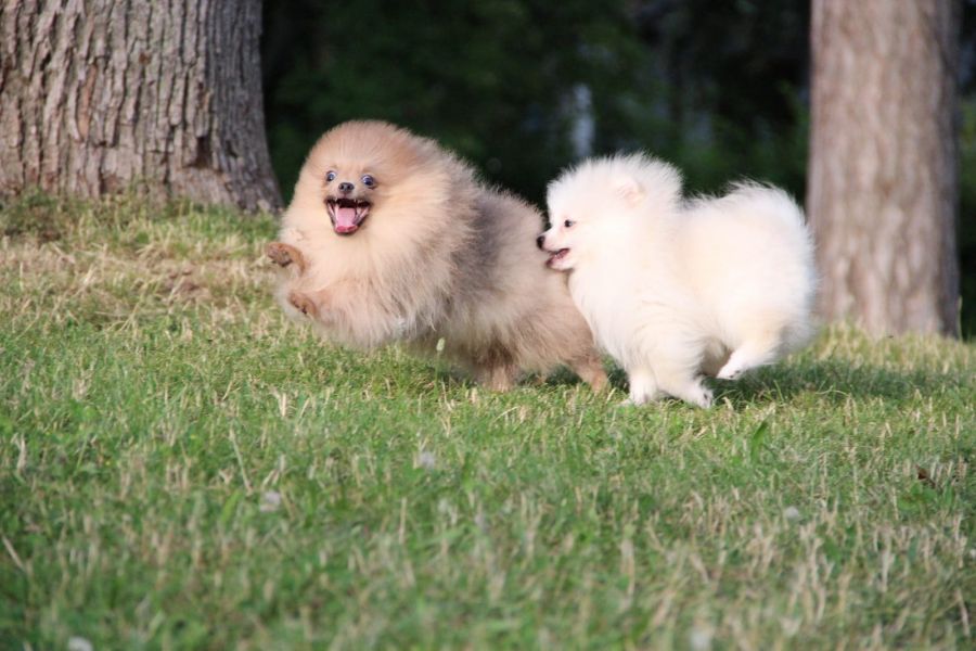  cuccioli di volpino pomeranian  ( per regalo )