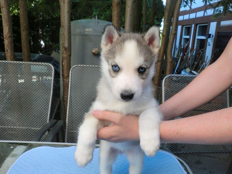   cuccioli di Sibarian husky  per adozione ( maschio e femmina )