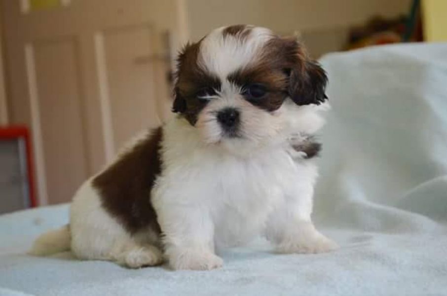   cuccioli di shih tzu per adozione ( maschio e femmina )