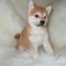 Cuccioli di shiba inu maschio e femmina