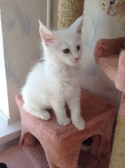 Maine coon gattino tipo in regalo