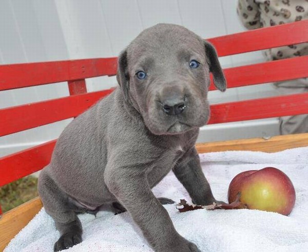 Maschio e femmina cuccioli di Alano per le vendite.