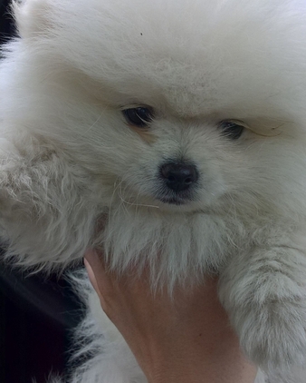  { Regalo Volpino di pomerania (spitz tedesco nano