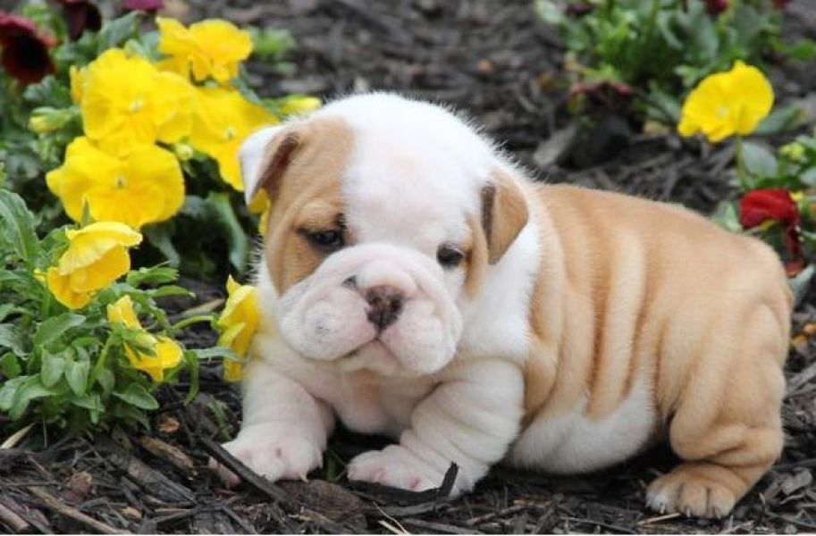 2cuccioli di bulldogUE inglese di maschio e femmina