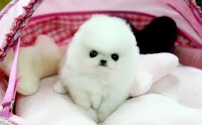 Volpino spitz pomerania