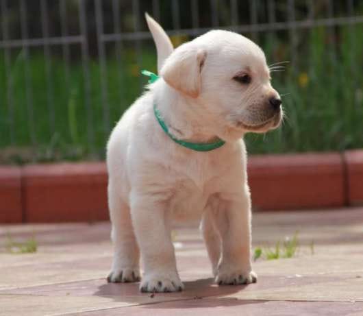  cuccioli di labrador  ( per regalo )