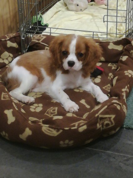 Regalo CAVALIER KING CHARLES cuccioli tutti miei nati in casa da genitori sempre di mia propriet� e 