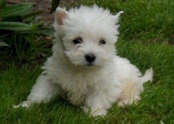 Adorabili cuccioli di West highland femminucce e maschietti disponibili per l'adozione gratuita i cu