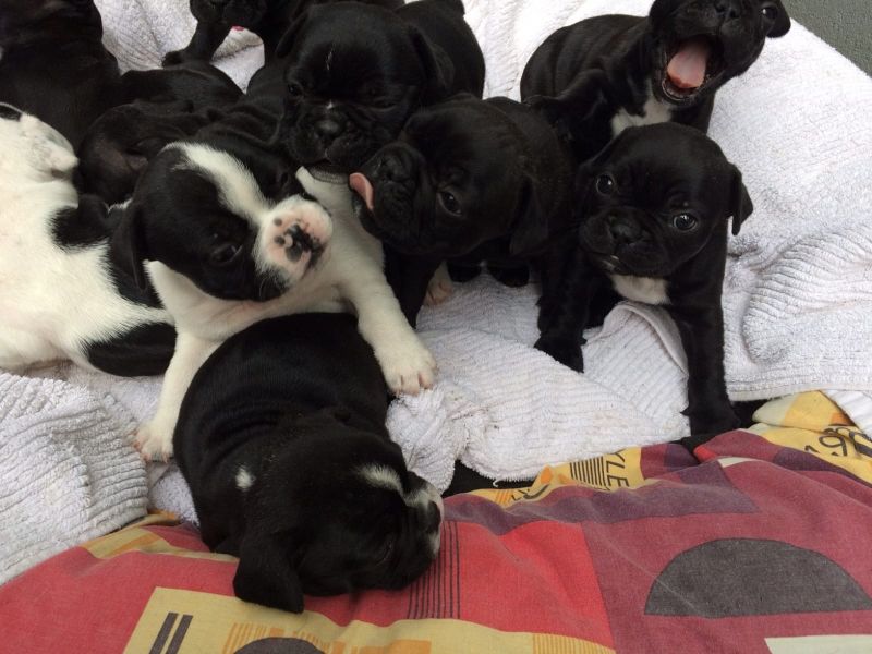 Sani maschio e femmina cuccioli di bulldog francese per adozione 
