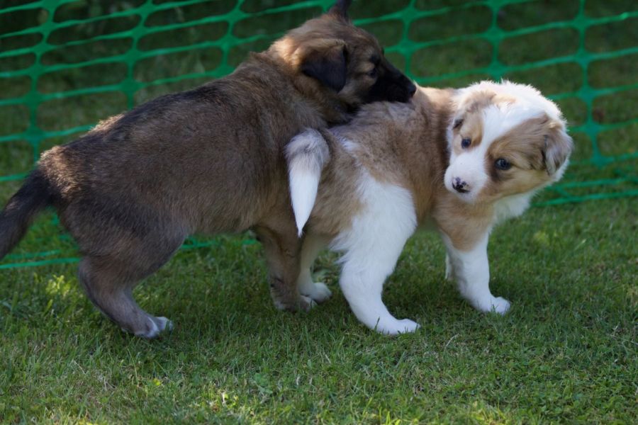 Regalo Cucciolo di Border collie in pronta consegna