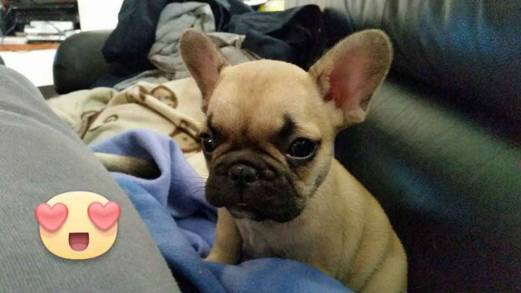 Cuccioli di bulldog francese