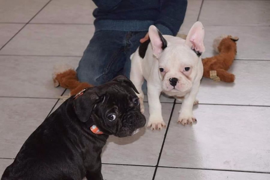  cuccioli di Bulldog Francese per adozione ( maschio e femmina )