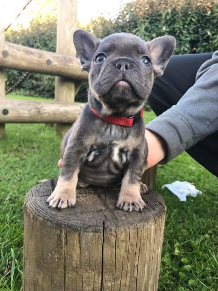 REGALO Cuccioli di Bulldog Francese