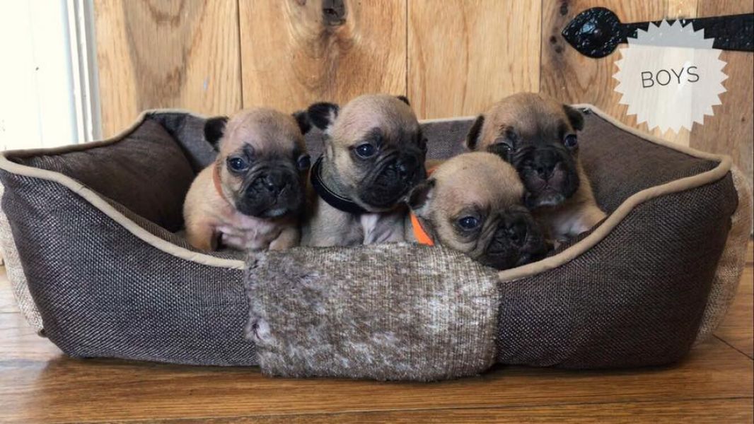 Adorabili cuccioli di Bulldog Francese femminucce e maschietti disponibili per l'adozione gratuita
