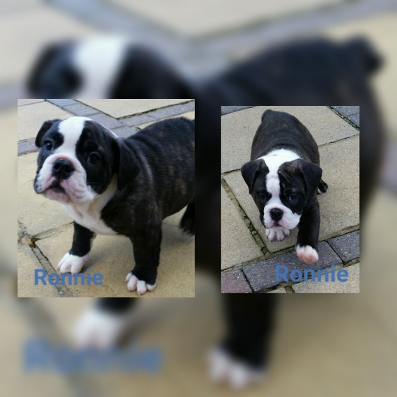Regalo Bulldog inglese cuccioli disponibili