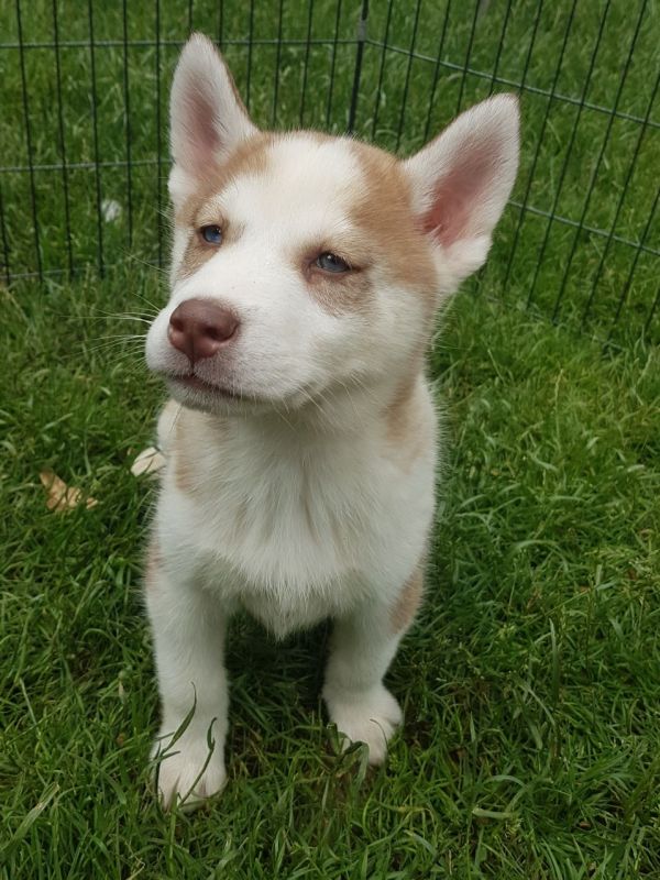 Cuccioli di Husky siberiano