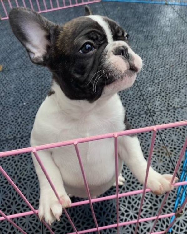  Regalo Meravigliosi cuccioli di bulldog francese E-MAIL  (marieiris783@gmail.com)