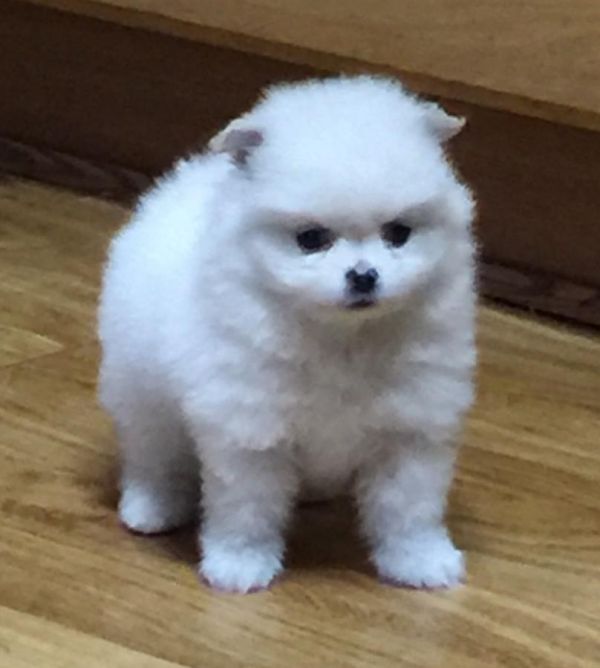 Splendida cuccioli di pomerania a Regalo