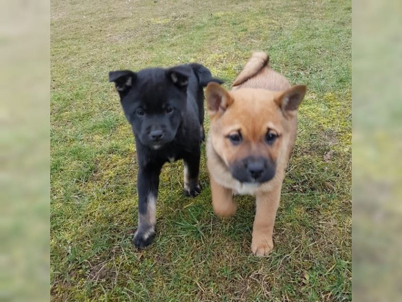 REGALO due cuccioli di Shiba Inu per l'adozione disponibili