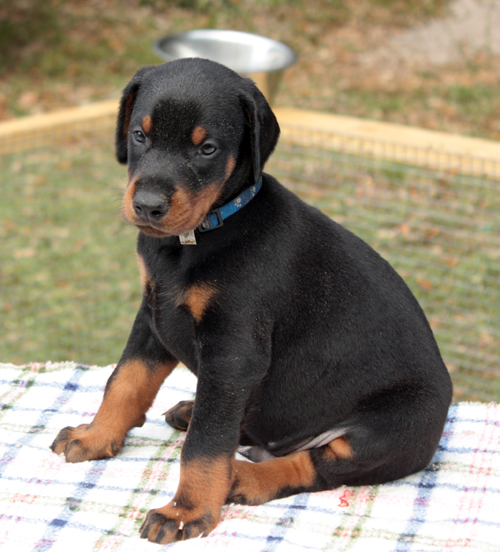 Regalo adorabili cuccioli  Dobermann femminucce e maschietti disponibili