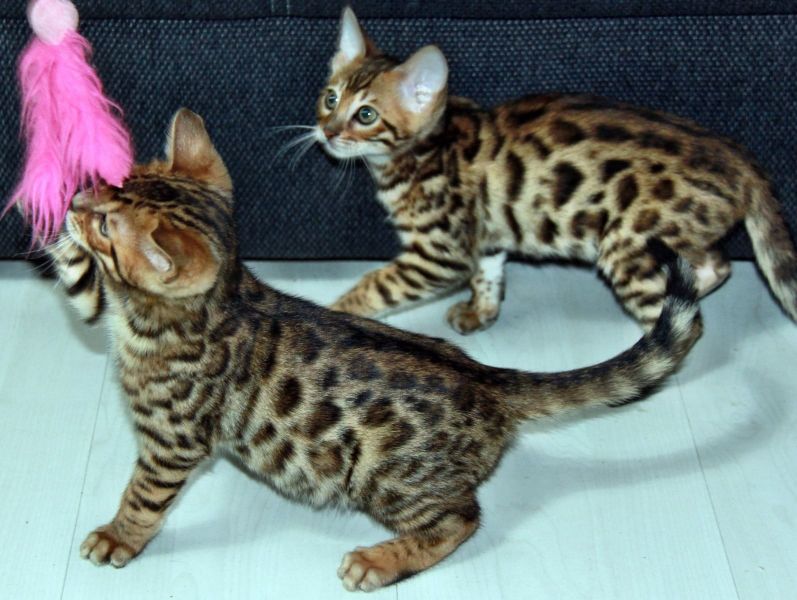 Gattini di bengala  ( per regalo )