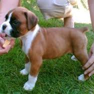 Adorabili cuccioli di rhodesian ridgeback femminucce e maschietti disponibili per l'adozione cucciol