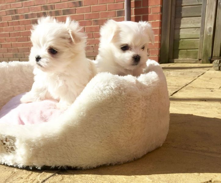REGALO dolci cuccioli maltese per l'adozione