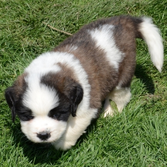  Regalo adorabili cuccioli san bernardo 