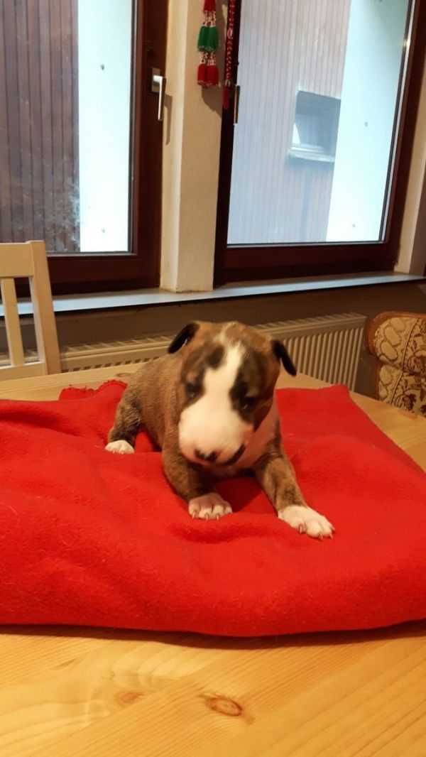 Cuccioli di miniature bull terrier  ( per regalo )