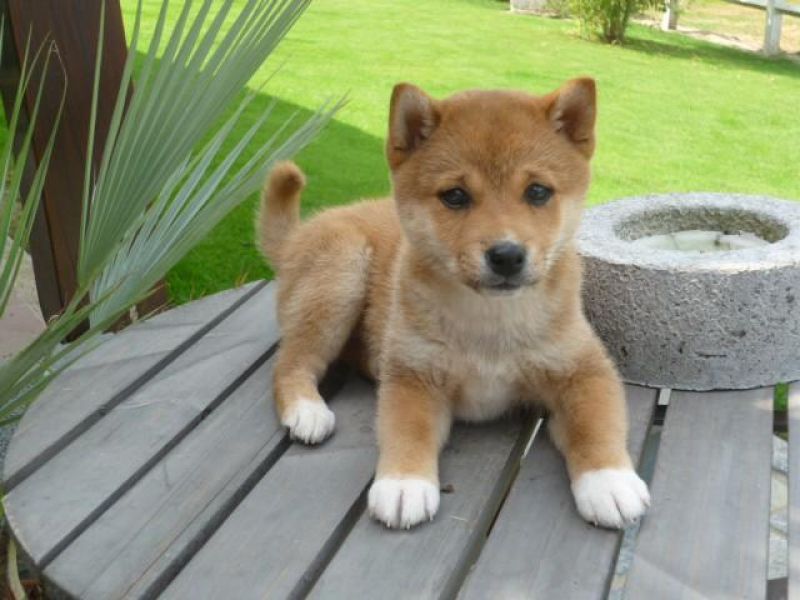 REGALO Cuccioli Shiba Inu