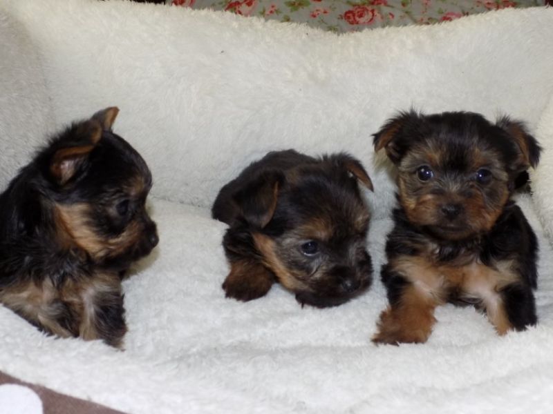 REGALO CUCCIOLI di Yorkie