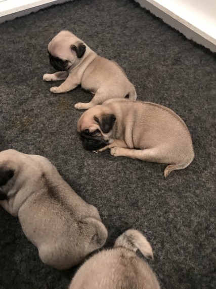 Bellissimi cuccioli carlino