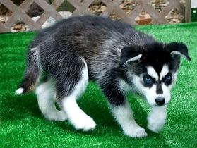 Regalo cuccioli di Siberian Husky