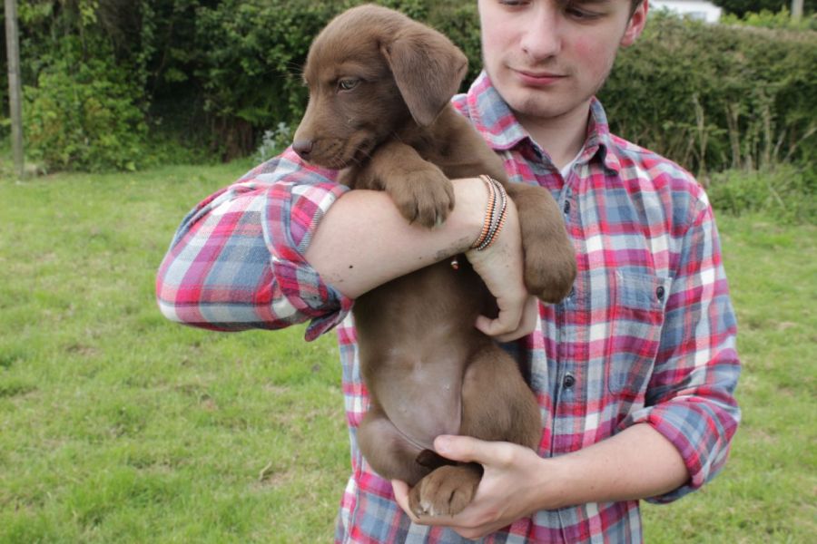 Cuccioli di Weimaraner per adozione bellissimi cuccioli disponibili, carattere adorabile ,sono docil