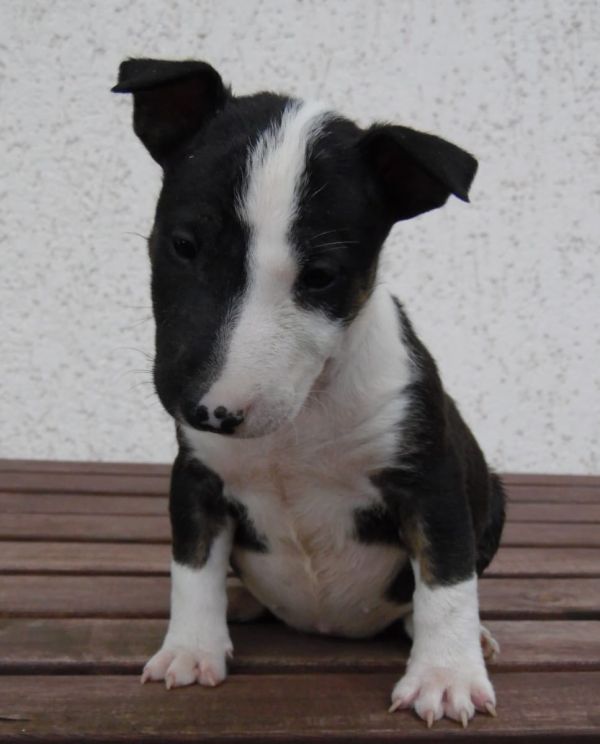 Molto bella e sani cuccioli di bull terrier per adozione maschi e femmine disponibili (gratis) 