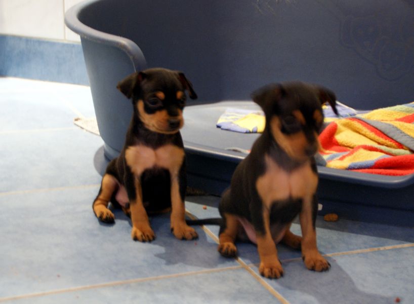 REGALO cuccioli di pinscher