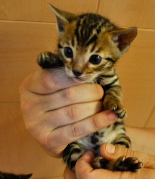  gattini Savannah   per adozione ( regalo  )