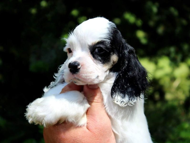 Cuccioli di cocker-spaniel   per adozione ( regalo  )