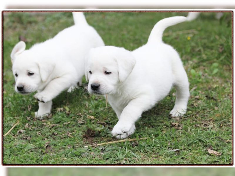 Dolce cuccioli di labrador disponibili;;