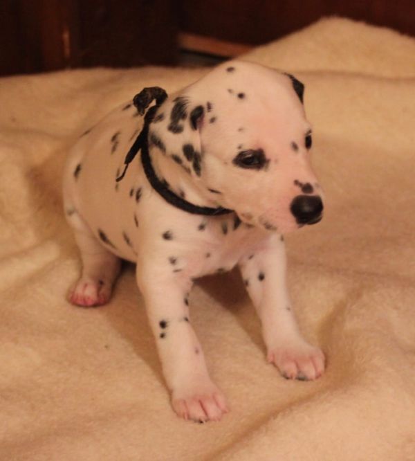  cuccioli di dalmata per adozione per adozione ( regalo )