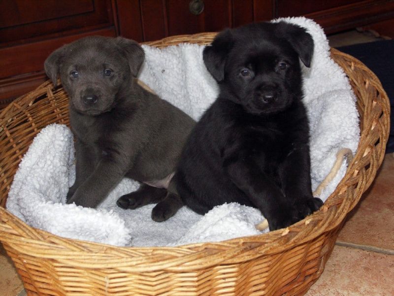 Molto bella e sani cuccioli di labrador per adozione maschi e femmine disponibili (gratis) 