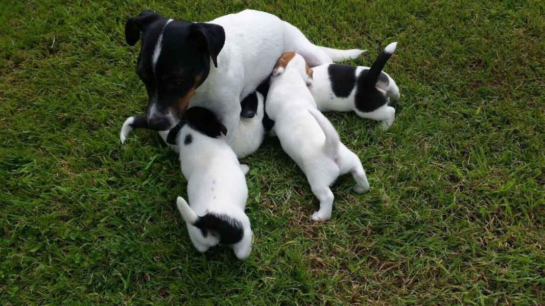 Cuccioli di jack russel per adozione ( regalo  )
