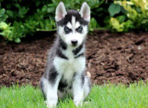 Regalo Cuccioli Siberian Husky 